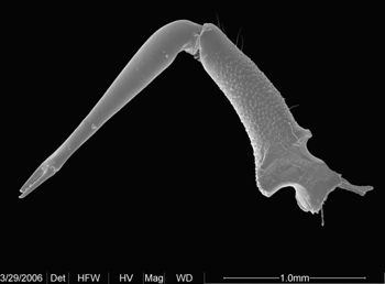 Media type: image;   Invertebrate Zoology 133769
